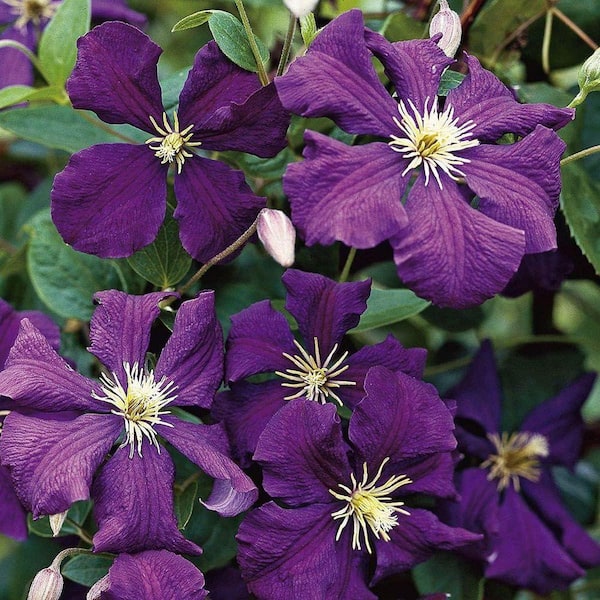 Wekiva Foliage Clematis Jackmanii-5 Live Plants in 4 in. Growers
