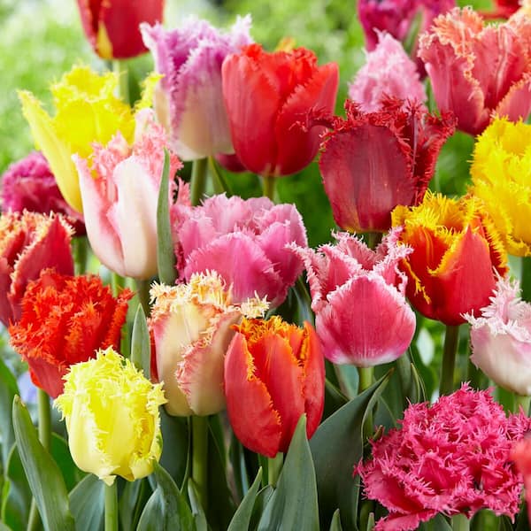 Garden State Bulb 12/Plus cm, Fringed Mix Tulip Flower Bulbs, Multi-Color (Bag of 100)