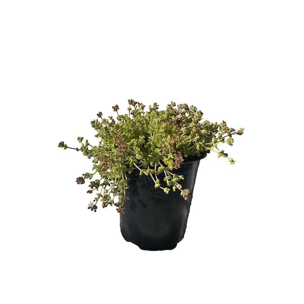 Zeus & Ruta Live Sedum Little Missy in Separate in Pots Pet-Safe (1-Pack)