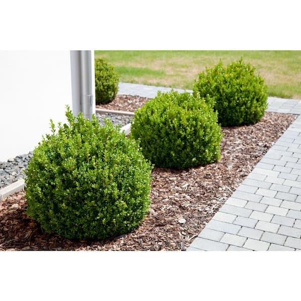2 Gal. Green Velvet Boxwood (Buxus) Live Evergreen Shrub
