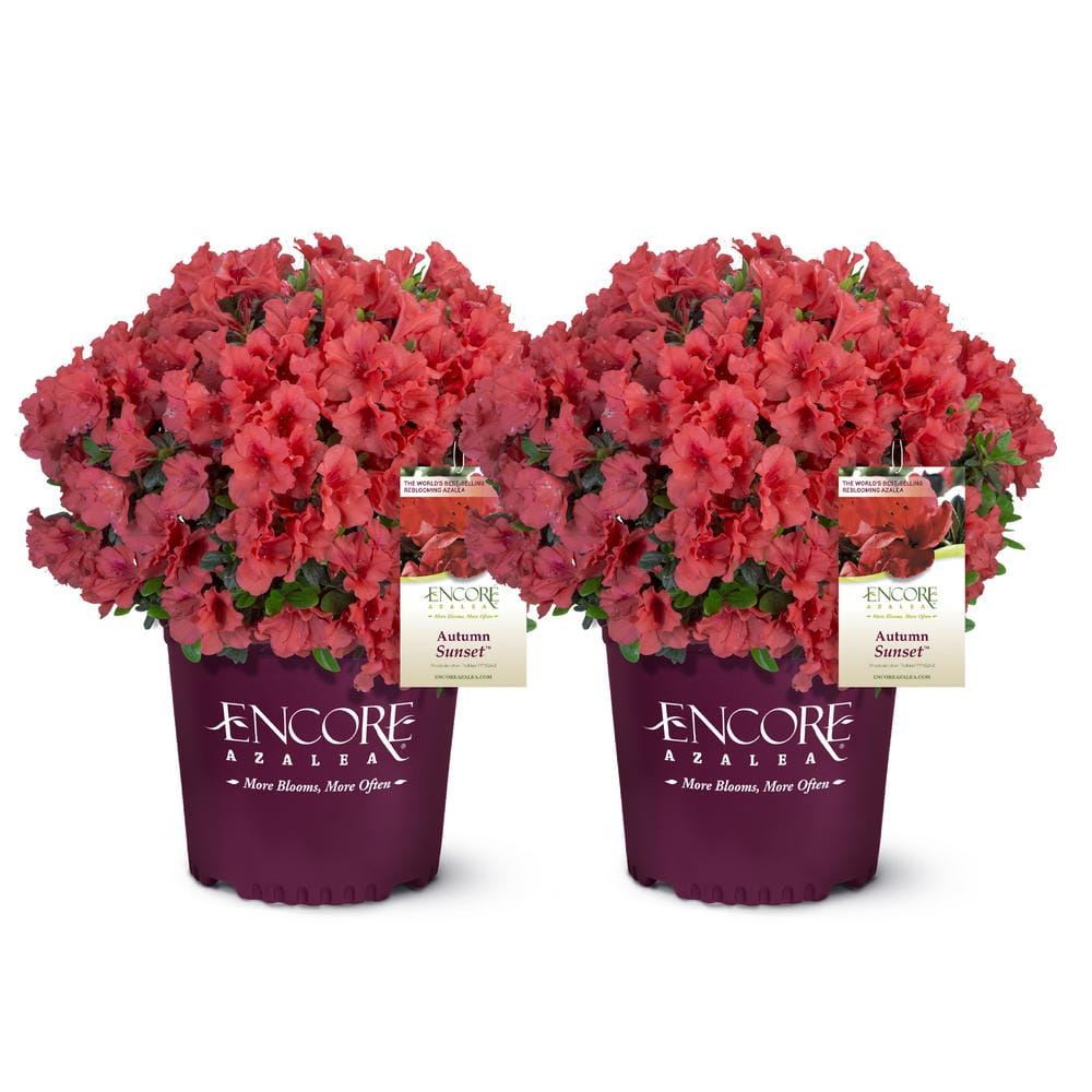 ENCORE AZALEA 1 Gal. Autumn Sunset Shrub with Bright Red Flowers (2-pack)  18117 - The Home Depot