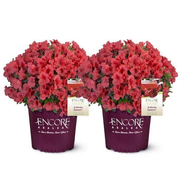 1 Gal. Autumn Sunset Shrub with Bright Red Flowers (2-pack)