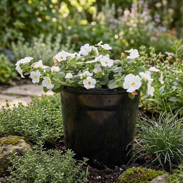 Vigoro 1 Qrt MegaCopa Bacopa Annual Plant with White Flowers (4-Pack)  BACMGAWW0-QAZ4 - The Home Depot