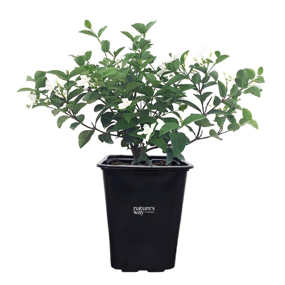 NATURE'S WAY FARMS 2 qt. Asian Snow Jasmine Flowering Shrub with