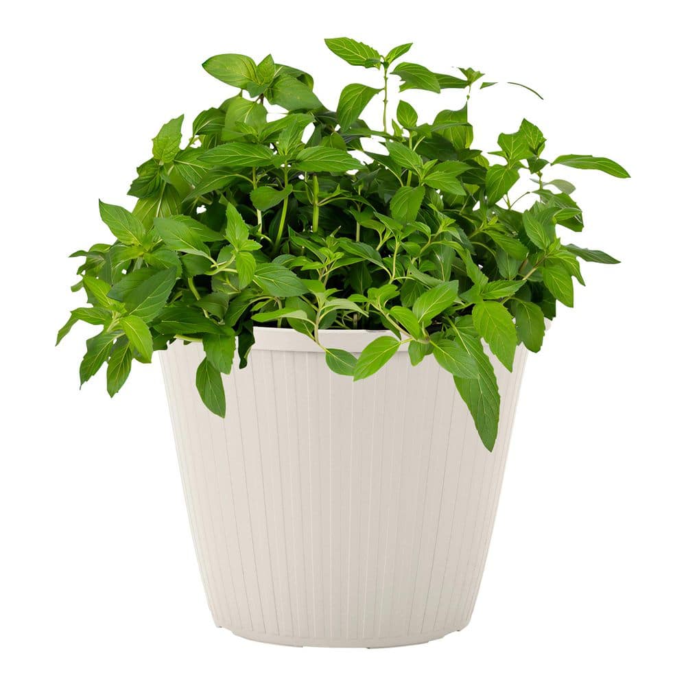 Best HD Pictures about  Mint Plant Home Depot  with No AI Images