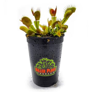 Live Venus Flytrap (Dionaea Muscipula) Carnivorous Plant - 'Big Mouth' Cultivar