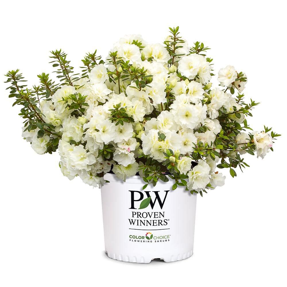 【予約】ホワイトオーキッド　ヒマラヤンフラワーエンハンサーズ PROVEN WINNERS 2 Gal. Perfecto Mundo Double White Shrub 19645