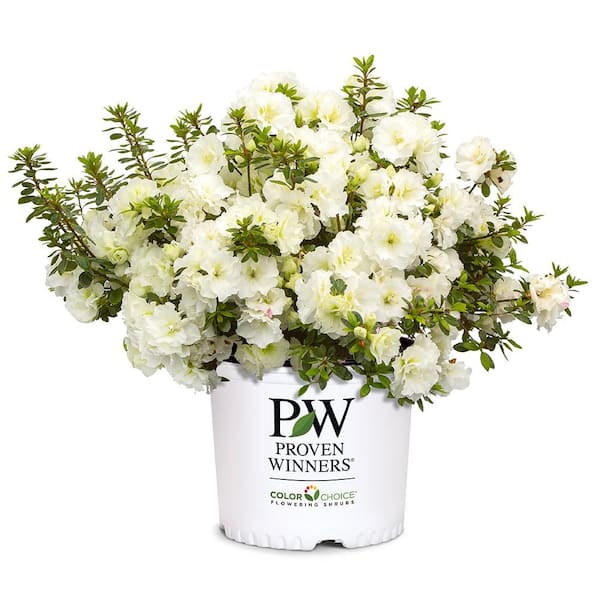 PROVEN WINNERS 2 Gal. Perfecto Mundo Double White Shrub 19645