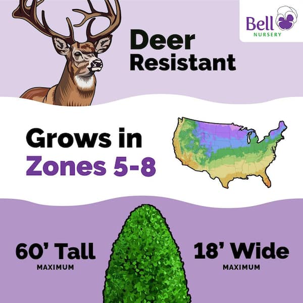 3 Gal. Green Giant Arborvitae (Thuja) Live Evergreen Shrub