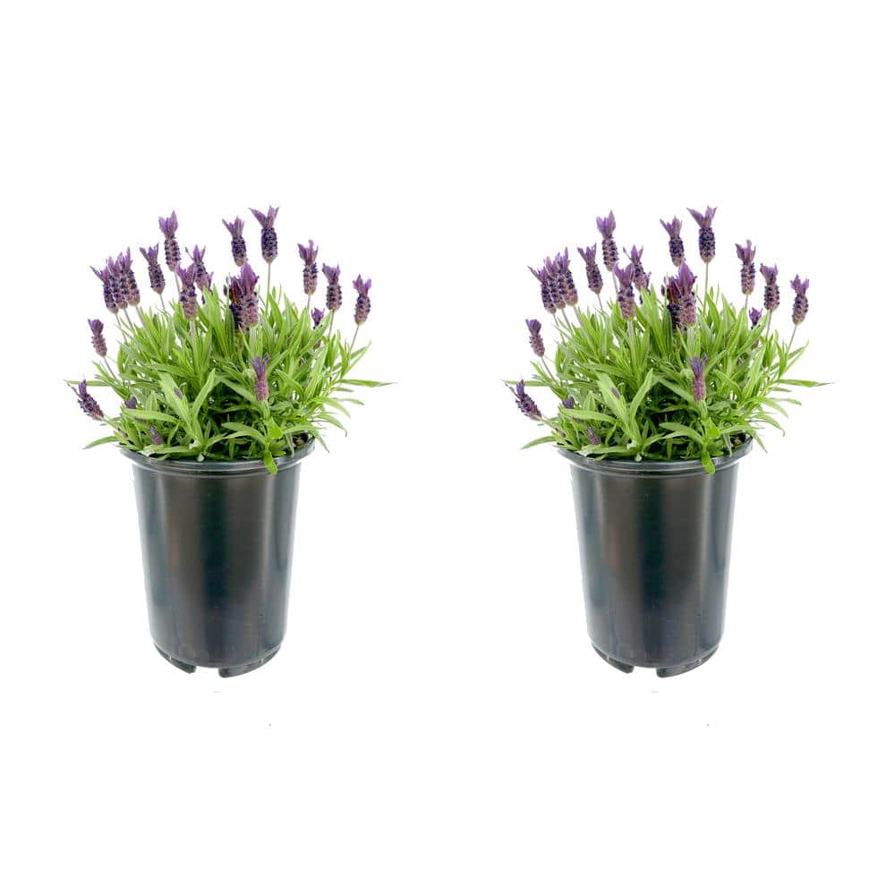 2.5 Qt. Spanish Purple Perennial Lavender Stoechas (2-Pack)