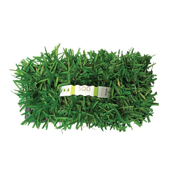 36 Count Trays St Augustine Grass Sod Plugs Set Outdoor Home 64 Sq Ft Yard 