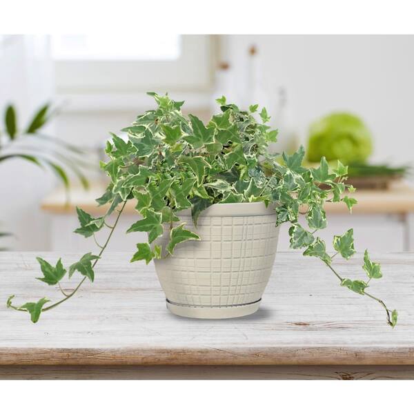 Vigoro - 8 in. Adeline Small Ivory Recycled Plastic Planter (8 in. D x 6 in. H) with Attached Saucer