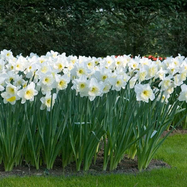 Van Bourgondien Mount Hood Trumpet Daffodil Bulbs 25-Pack