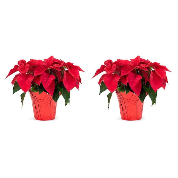 Pure Beauty Farms 2 Qt. Poinsettia Plant Red Flower in 6.5 in. Grower's Pot w/ Red Pot Cover (2-Pack)