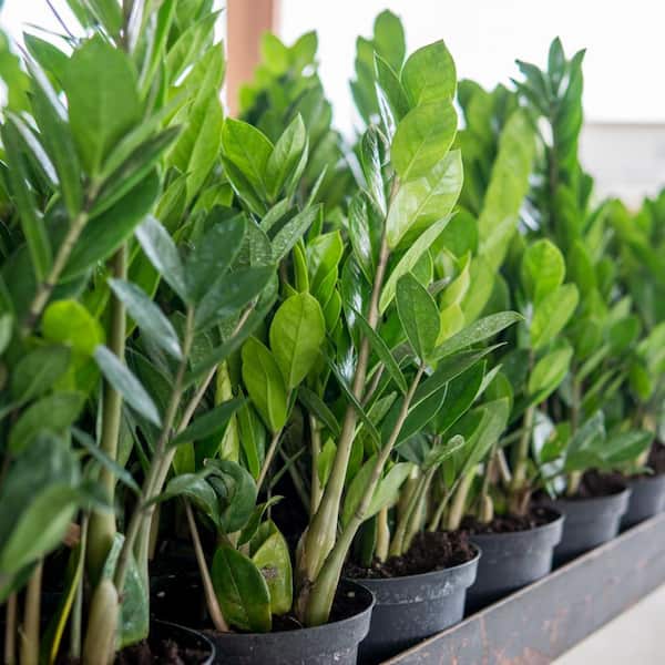U*a様 plants by the core CR-03 Amazon.com : 4 Pcs Self-Watering Pot Base, Auto-Irrigation