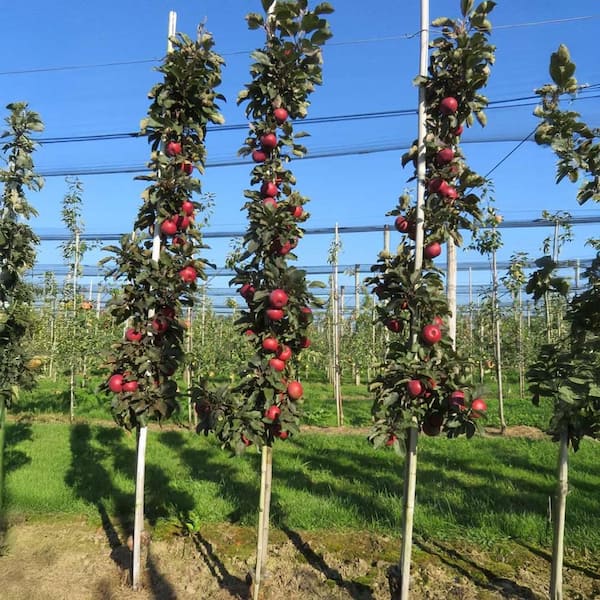 5 Gal. Scarlet Sentinel (Columnar) Apple Tree APPSPO05G - The Home