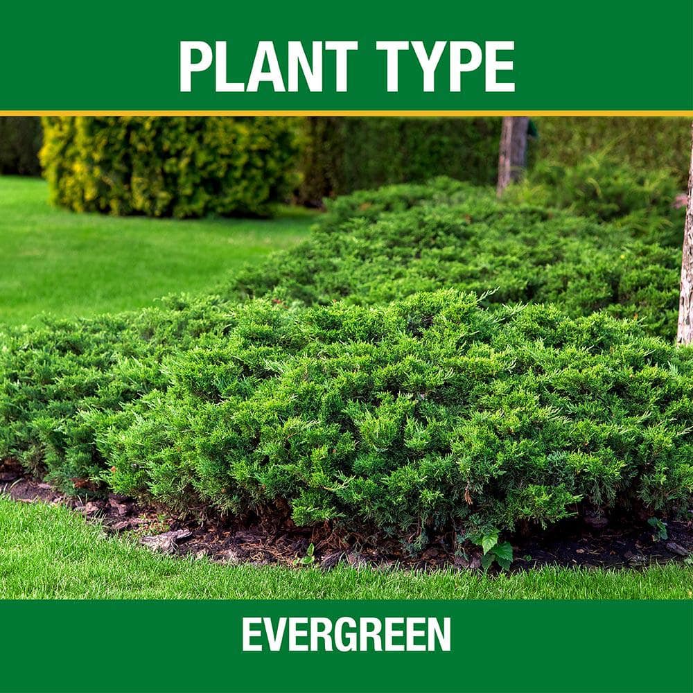 3.5 lb. All Season Tree, Shrub and Evergreen Fertilizer