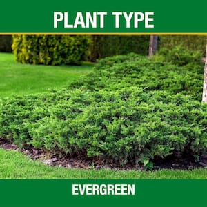 3.5 lb. All Season Tree, Shrub and Evergreen Plant Food (16-4-8)