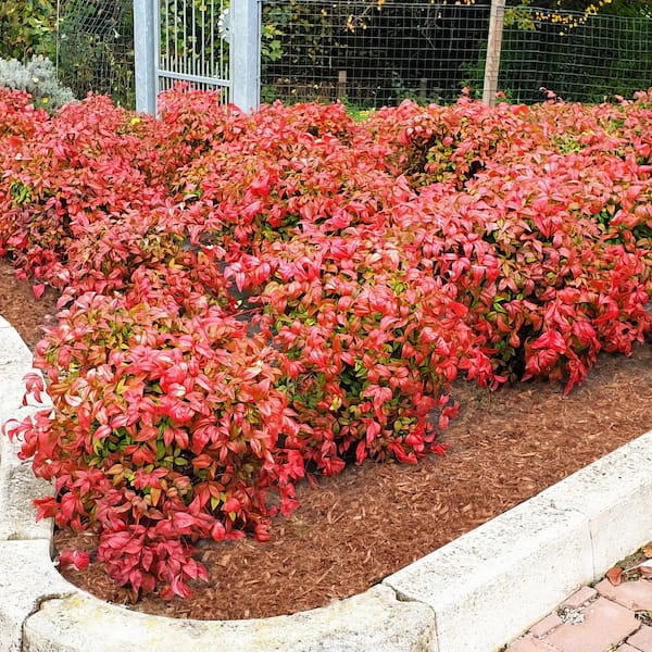 national PLANT NETWORK 2.25 Gal. Nandina Fire Power Shrub HD1076