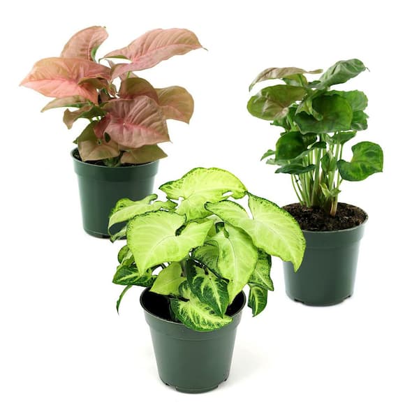 4 in. SpaceScape Houseplant Arrowhead Vine Plant Collection in Grower Container (3-Pack)