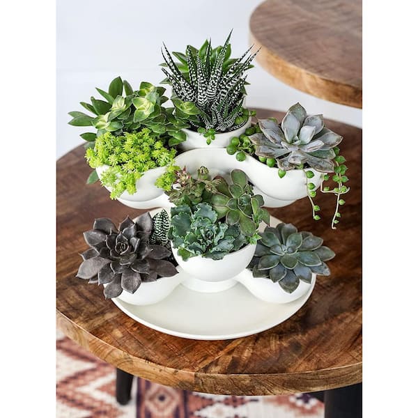 Oval Shape Opening Ceramic Pot/Planter buy online plants and trees at  pixies Gardens.