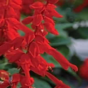 2.5 Qt. Saucy Red Salvia, Live Blooming Perennial Plant, Scarlet-Red Flower Spikes
