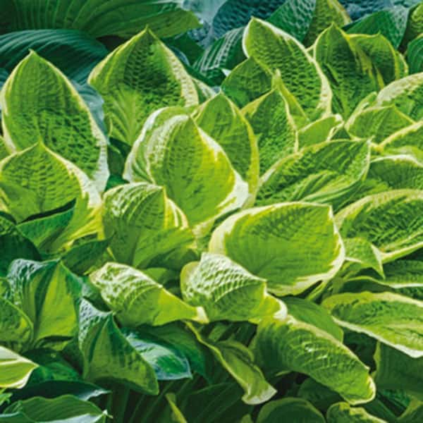 Spring Hill Nurseries Aureo Marginata Hosta Dormant Bare Root Perennial  Plant Roots (10-Pack) 90349 - The Home Depot