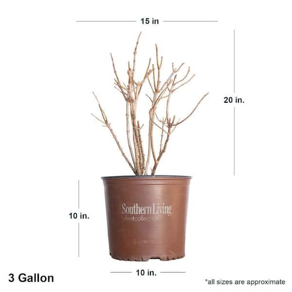 Proven Winners 3 Gal. Little Lime Hydrangea Live Shrub with White
