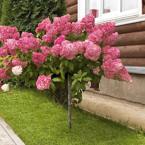 2 gal. Hydrangea Strawberry Sundae Tree with White and Pink Flowers