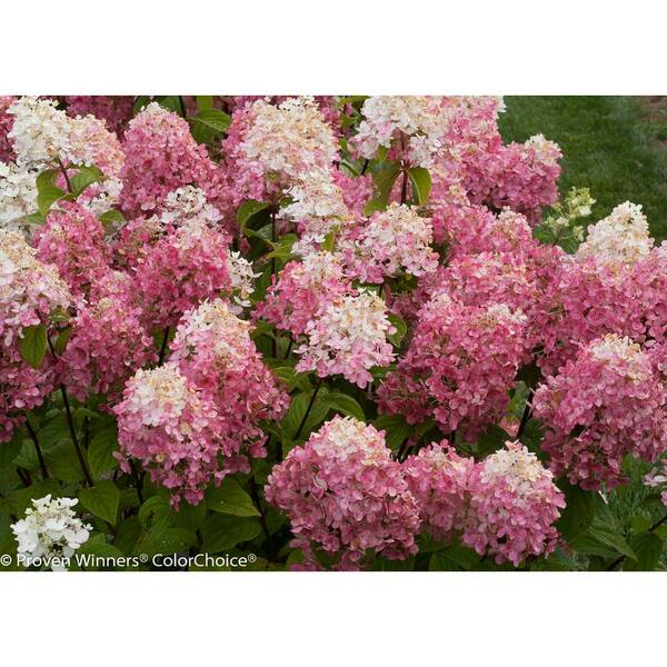 Proven Winners 1 Gal Fire Light Hardy Hydrangea Paniculata Live Shrub White To Pink And Red Flowers Hydprc The Home Depot