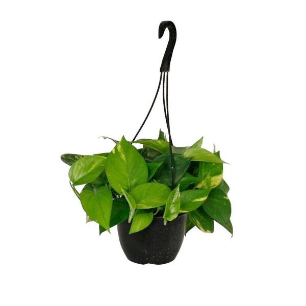 Delray Plants Golden Pothos in 8 in. Hanging Basket