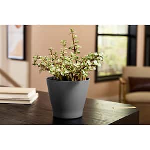 6.5 in. Hayward Small Foggy Gray Plastic Planter (6.5 in. D x 5.7 in. H)