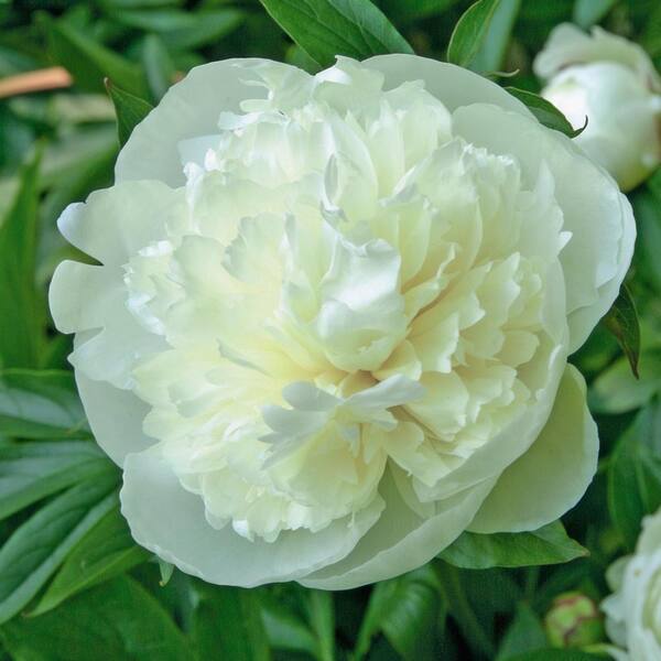 national PLANT NETWORK Bareroot Paeonia Duchesse de Nemours Peony Perennial Plant with White Flowers (2-Pack)