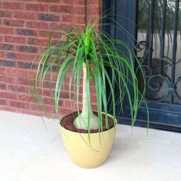 national PLANT NETWORK 5.5 in. Cottage Hill Ponytail Palm Plant in