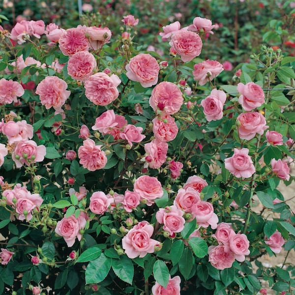 national PLANT NETWORK Bare Root Rose Ball Gown Romantica with