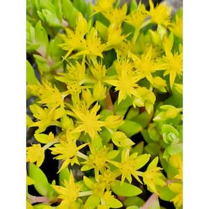 Non-Fragrant 15 in. to 20 in. Sedum Sarmentosum Pet Safe