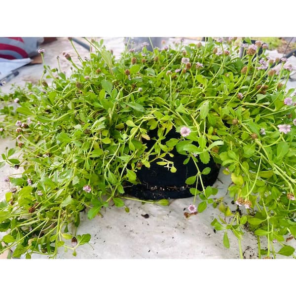 Phyla Canescens (Creeping Groundcover) Plant-Drought and Rabbit Resistant, Non-Fragrant Perennial for Spring to Fall