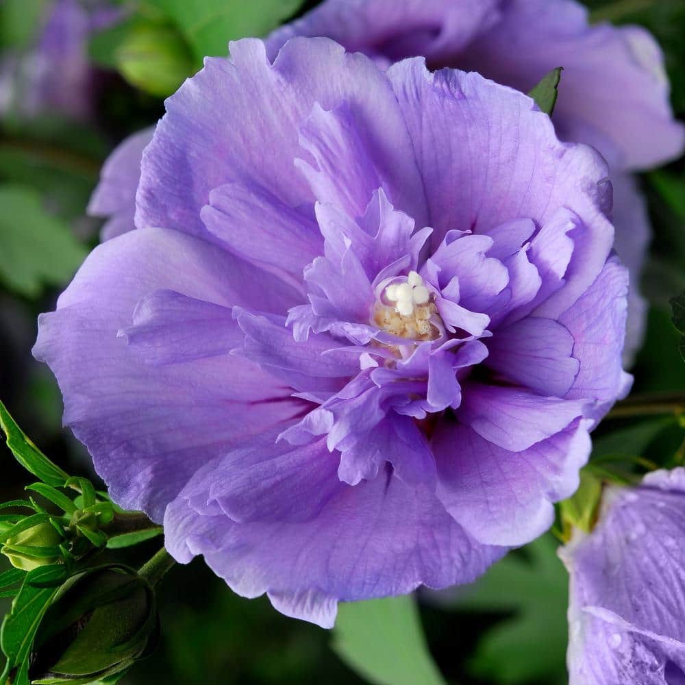 Lavender Blueberry Smoothie Hibiscus Flowering Shrub in 2-Gallon Pot