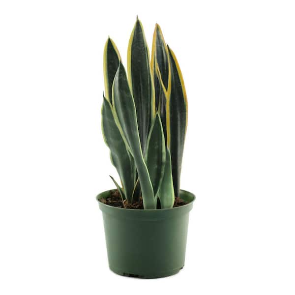 6 in. Sansevieria Black Gold Plant in Grower Container