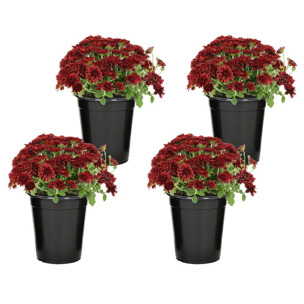 ALTMAN PLANTS Red Mum Chrysanthemum Garden Outdoor Plant in 2.5 qt ...