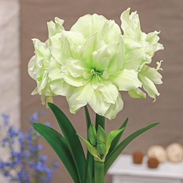 Breck's Maryilyn Double Amaryllis (Hippeastrum) Bulb (1Pack)05459