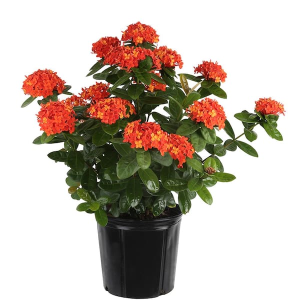 Costa Farms 1.70 Gal. Ixora Taiwanese Shrub Red