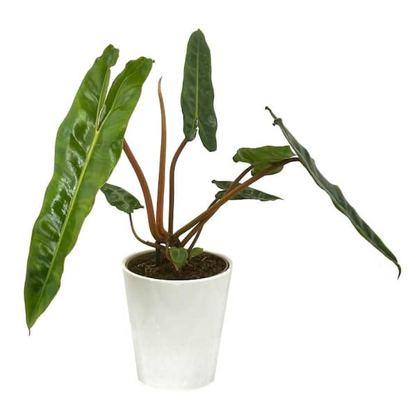 Philodendron Prismacolor Orange Smooth billietiae Indoor Plant in 5 in. White Ceramic Container