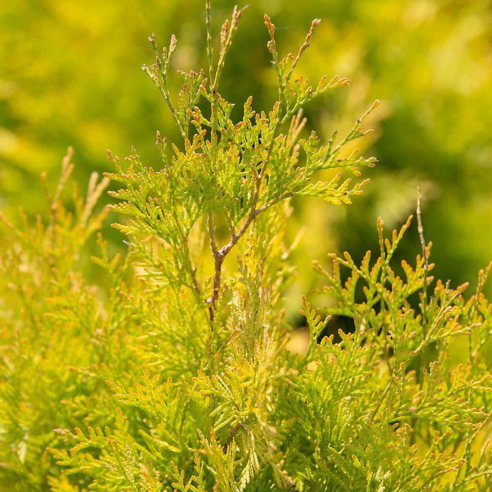 2 Gal. Lemon Burst Arborvitae Shrub with Golden Foliage in Decorative Container price history on PriceWatchPro