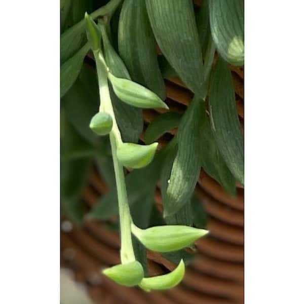 Unbranded Senecio Radicans White Blossom Color, Succulent Plant Suitable for Spring Summer Fall