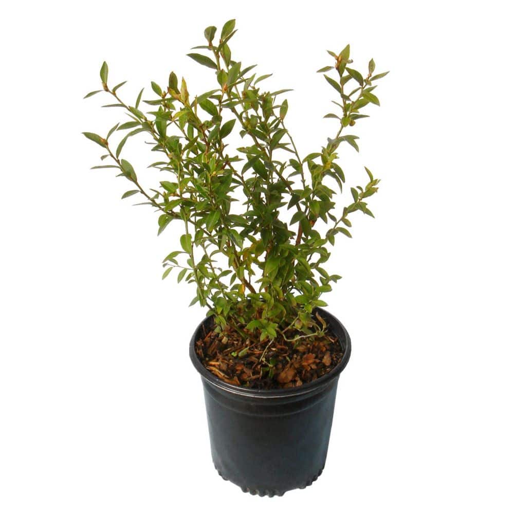 1 Gal. Blueberry Duke Plant price history on PriceWatchPro