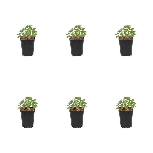 METROLINA GREENHOUSES 1 Pt. Tomato Better Boy Green Edible Plant (6-Pack)