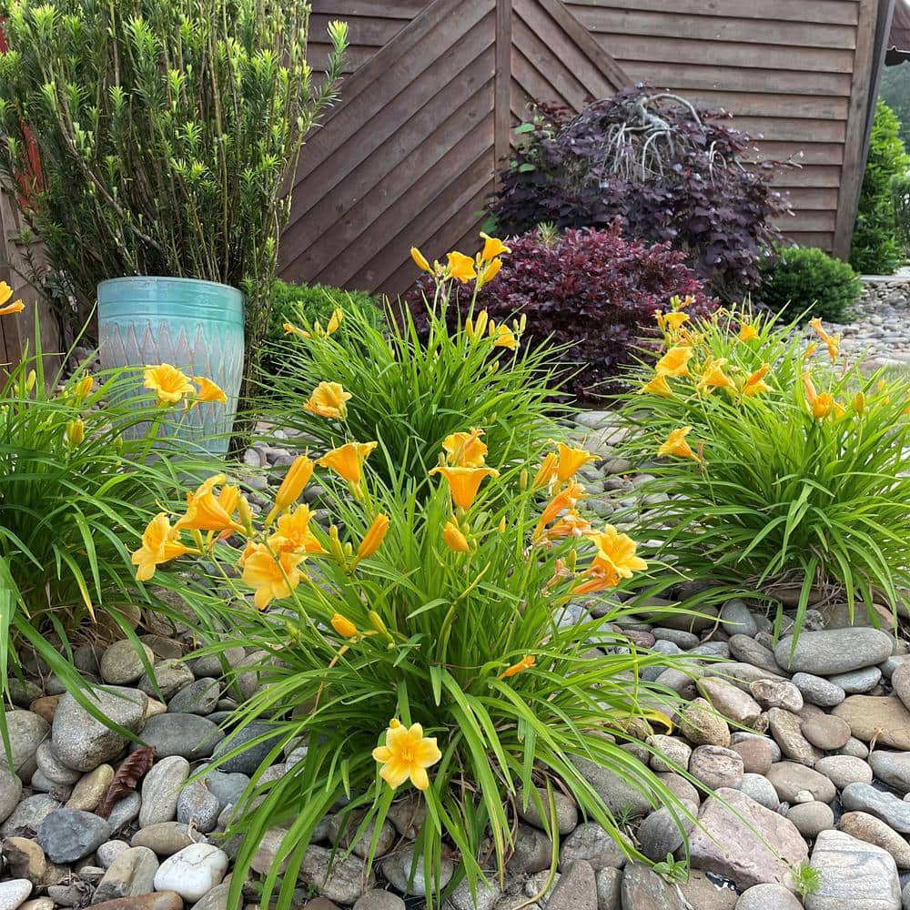 1 Gallon Yellow Evergreen Stella Daylily Plant