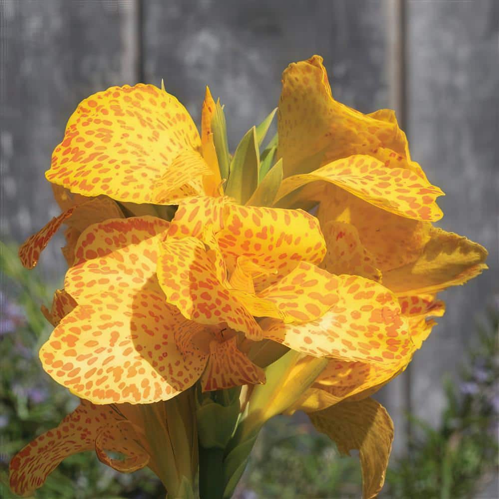 『 Yellow Leopard fam 』by Zuberi 30*40cm national PLANT NETWORK 3.25 in. Canna Cannova Gold Leopard