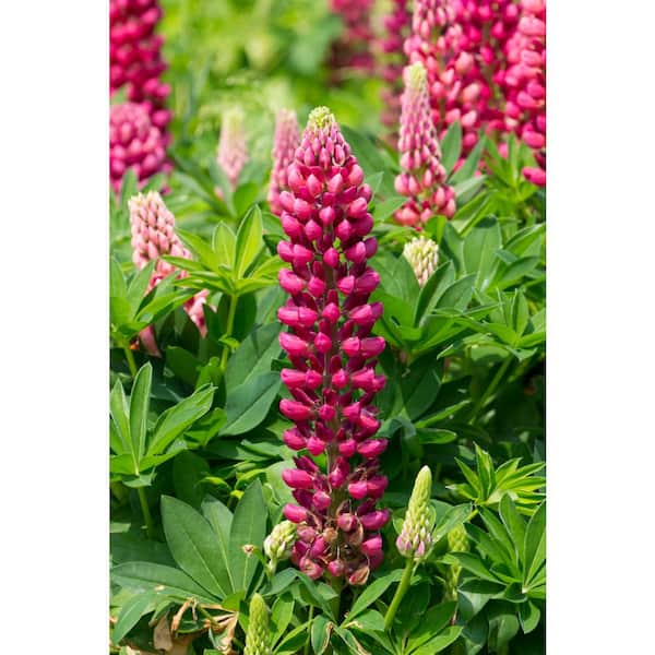 3 Gal. Mini Gallery Red Lupinus Live Perennial Plant (1-Pack)